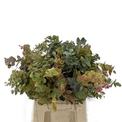 Eucalyptus Blad Bunch 75cm 200gram