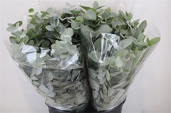 Euca Cinerea P Bunch 45cm 150gram