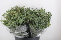 Euc Parvifolia P Bs 45cm 150gram