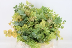 Eucalyptus Blad Bunch 50cm 150gram