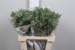 Eryn Mag Whit Lagoon 60cm