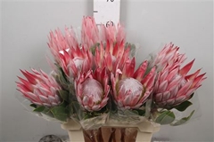 Protea Cynaroides 60cm