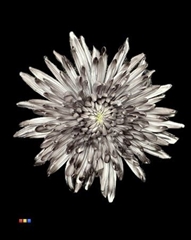 Chr G Topspin Black