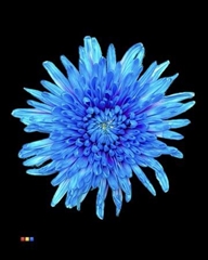 Chr G Topspin Blue Lagoon