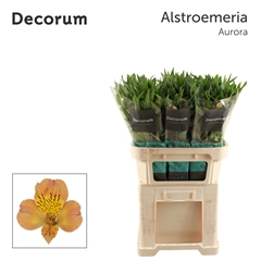 Alstr Aurora 75cm 80gram