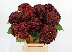 Hydra Ov Colortreated 65cm 18cm Ø