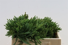Cryptom Japonica 20Ø