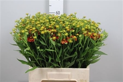 Helen Autumn Fire 60cm