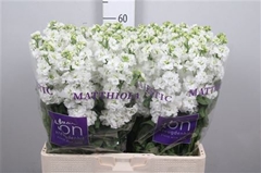 Matth Stx White 59cm 23