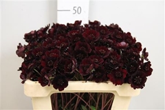 Cosmos Black Beauty 50cm