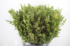 Myrtus Bes 65cm 400gram