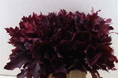 Querc Rubra Klb 21% 60cm