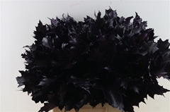 Querc Rubra Klb 21% 60cm