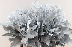 Querc Rubra Klb 21% 60cm