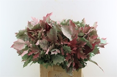 Querc Rubra Klb 21% 60cm