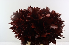Querc Rubra Klb 21% 60cm