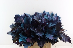 Querc Rubra Klb 21% 60cm