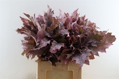 Querc Rubra Klb 21% 60cm