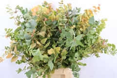 Eucalyptus Blad Bunch 70cm 200gram