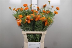 Tage E Co Deep Orang 90cm