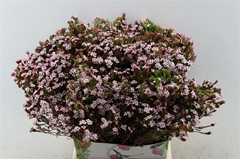 Erica Fastigiata 50cm