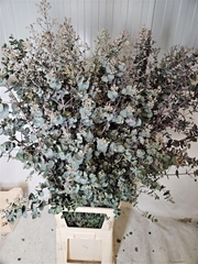 Euca Gu Azura 150cm