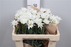 Leuc S Harmony 50cm