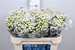 Hyper Coco Uno White 70cm