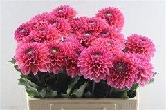Dahl Daisy Duke 60cm
