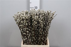 Salix Ca Snow Flake 50cm