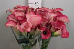 Zant Captain Romance 80cm