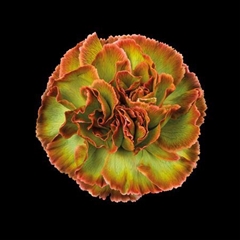 Dianthus St Hortensia