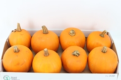 Cuc Maxima Halloween 10cm 400gram