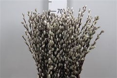 Salix Ca Snow Flake 70cm