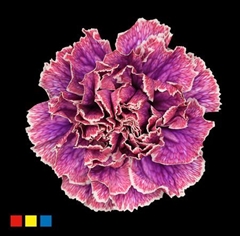 Dianthus St Passion