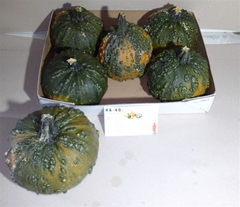 Cuc Pepo Kalebas Los 980gram