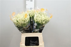 Agap Bianca Perla 60cm