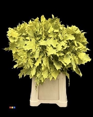 Eikeblad Frosted Yellow 60cm