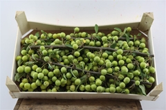 Malus Other Tak 20cm