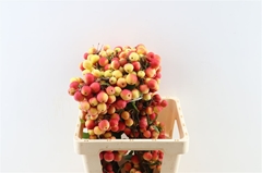 Malus Other Tak 80cm