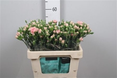 Di Tr Miss Prudence 60cm 23