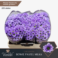 Chr S Aaa Bow Klb H% 55cm 110g