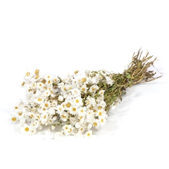 Dried Flowers 100 Gram 40cm