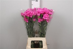 Di St Farida 70cm 24