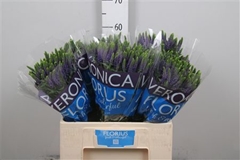 Veron Clea Diana 60cm