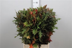 Quercus Palustris 80cm