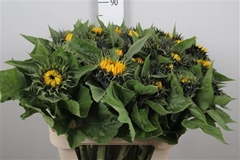 Helian An Sunrich Or 85cm 13