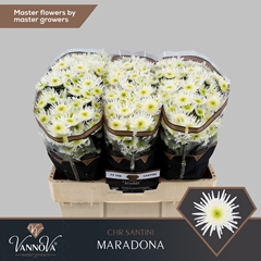 Chr San Maradona 55cm 100g