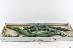 Cucurbita Other