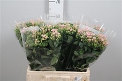 Bou En Sweet Jewel 60cm
